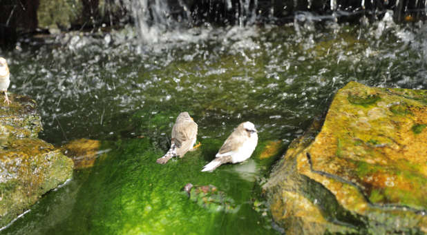 God created little things. Birds