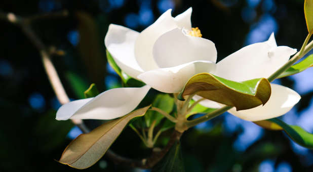 Magnolia flower Magnolia flower