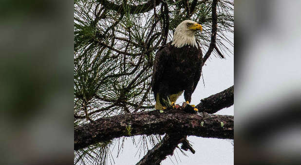 Eagles make no claims of entitlement. Eagles make no claims of entitlement.