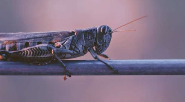 John Baptist may have lived off of locusts and wild honey, but he still had reasons for pride.